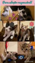 Gatinhos