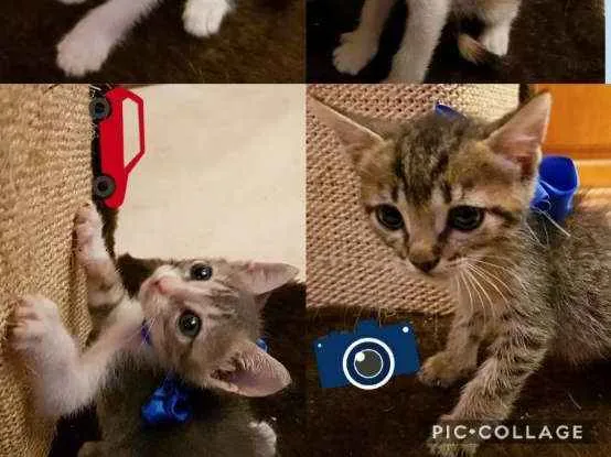 Gato ra a SRD idade Abaixo de 2 meses nome Gatinhos
