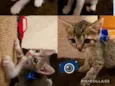Gatinhos