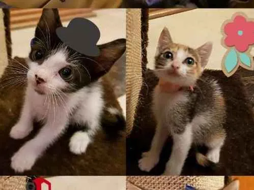 Gato ra a SRD idade Abaixo de 2 meses nome Gatinhos