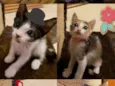 Gatinhos