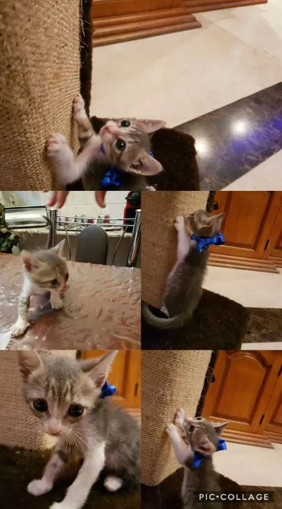 Gato ra a SRD idade Abaixo de 2 meses nome Gatinhos
