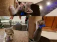 Gatinhos