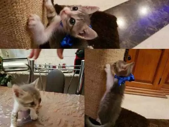 Gato ra a SRD idade Abaixo de 2 meses nome Gatinhos