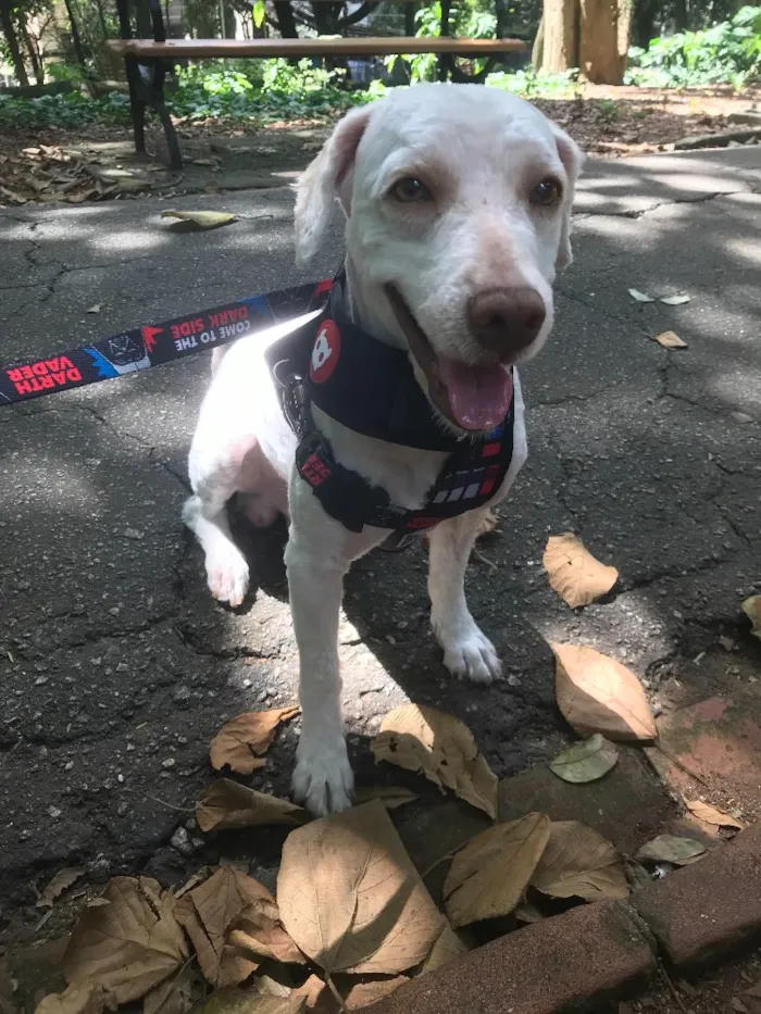 Cachorro ra a Srd parece um poodle  idade 4 anos nome Não tem 