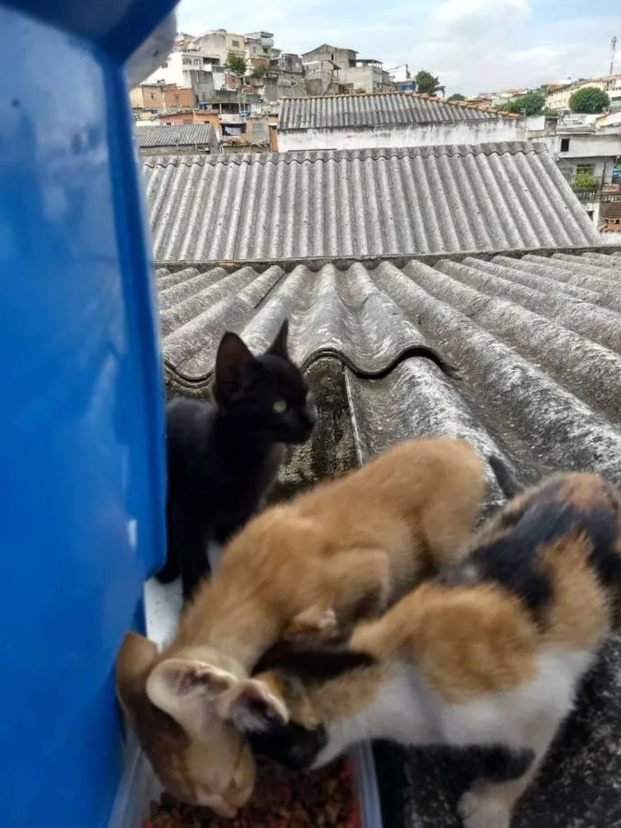 Gato raça Sem raça definida idade 2 a 6 meses nome Gatinhas abandonadas