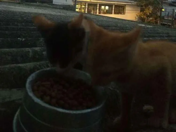 Gato raça Sem raça definida idade 2 a 6 meses nome Gatinhas abandonadas