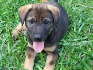 Cachorro raça Srd idade 2 a 6 meses nome Sem nome