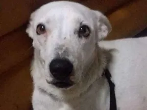 Gato raça Srd  idade 2 a 6 meses nome Branca