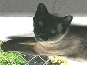 Gato raça SRD idade 6 ou mais anos nome Fidel