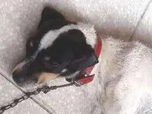 Cachorro raça Pincher idade 6 ou mais anos nome Alvin