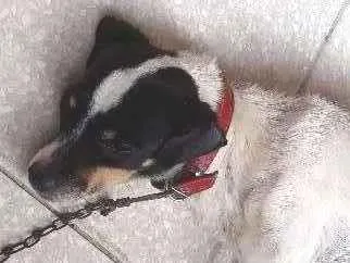 Cachorro ra a Pincher idade 6 ou mais anos nome Alvin
