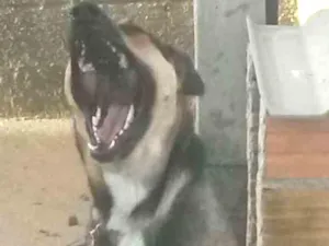Cachorro raça Pastor  idade 2 a 6 meses nome Flippy