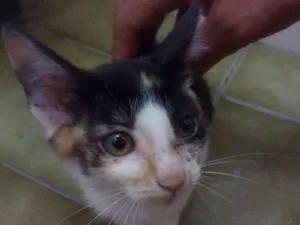 Gato raça SRD idade 2 a 6 meses nome Maui Moana e Cruela