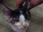 Gato raça SRD idade 2 a 6 meses nome Maui Moana e Cruela