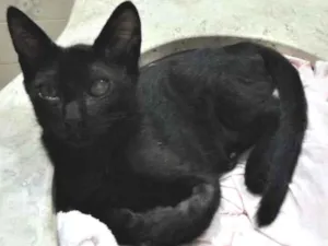 Gato raça SRD idade 2 a 6 meses nome Toquinho