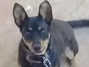 Cachorro raça Mestiço pastor alemão com vira idade 1 ano nome Thor