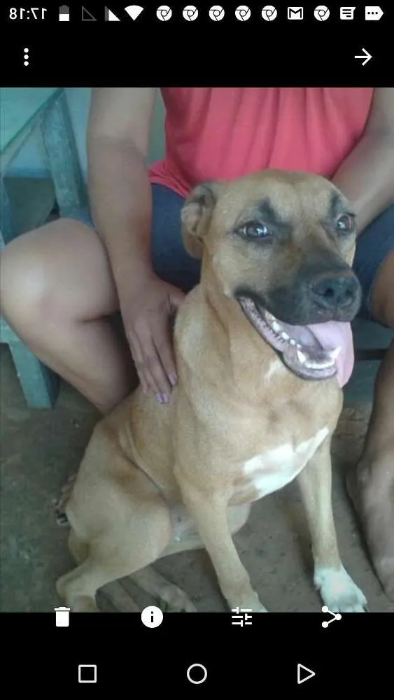 Cachorro ra a Boxer c pitbul idade 1 ano nome Luna SUPER MANSA 