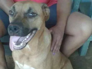 Cachorro raça Boxer c pitbul idade 1 ano nome Luna SUPER MANSA 