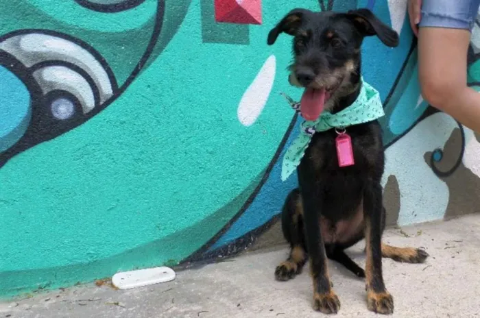 Cachorro ra a SRD idade 7 a 11 meses nome Dylan
