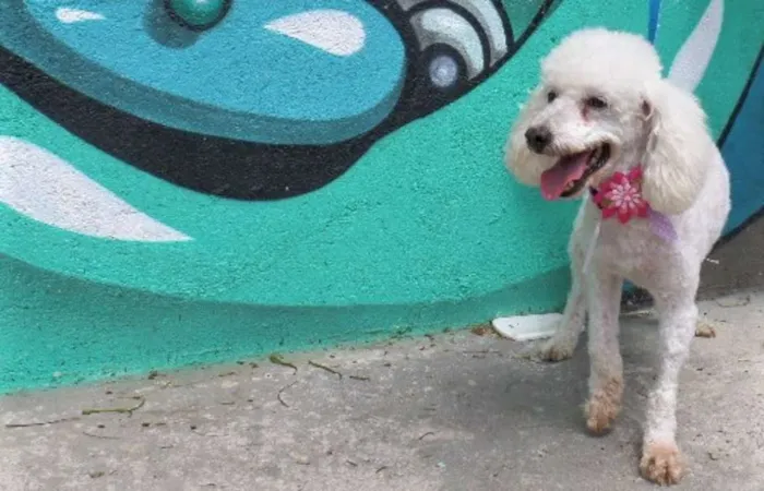 Cachorro ra a Poodle idade 6 ou mais anos nome Sofia (Idosa)