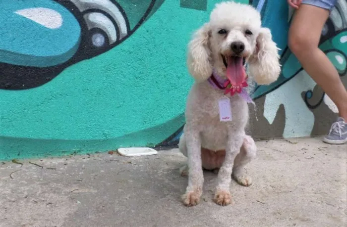 Cachorro ra a Poodle idade 6 ou mais anos nome Sofia (Idosa)