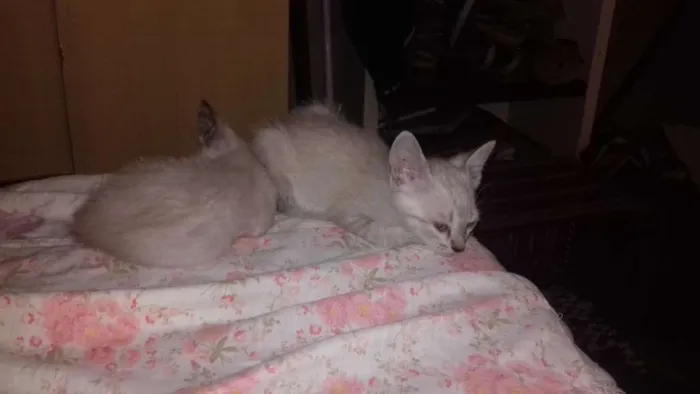 Gato ra a Siamês  idade 2 a 6 meses nome Sem nome