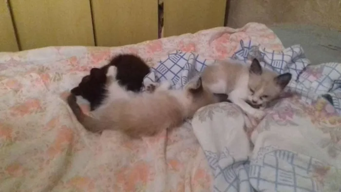 Gato ra a Siamês  idade 2 a 6 meses nome Sem nome