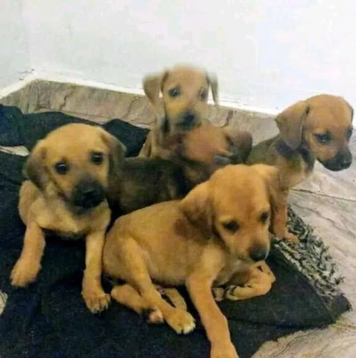 Cachorro ra a Mestiço idade 2 a 6 meses nome Desconhecido