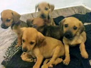Cachorro raça Mestiço idade 2 a 6 meses nome Desconhecido