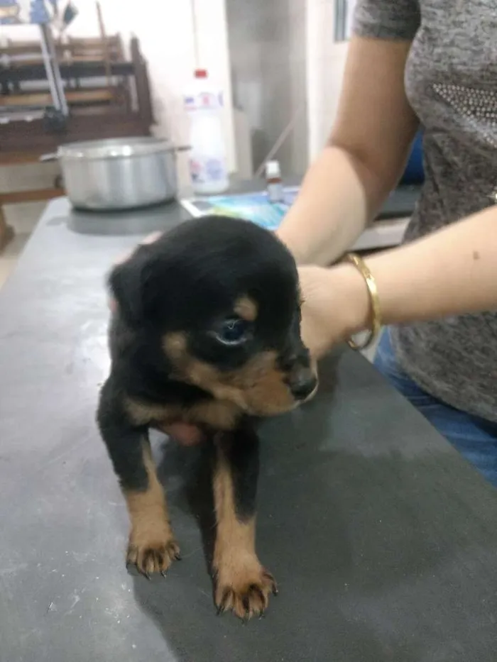 Cachorro ra a Srd idade Abaixo de 2 meses nome Sem nome 