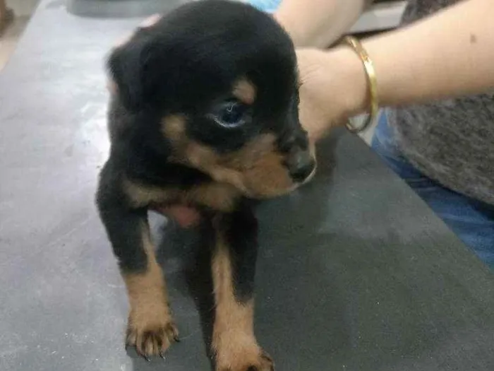 Cachorro ra a Srd idade Abaixo de 2 meses nome Sem nome 