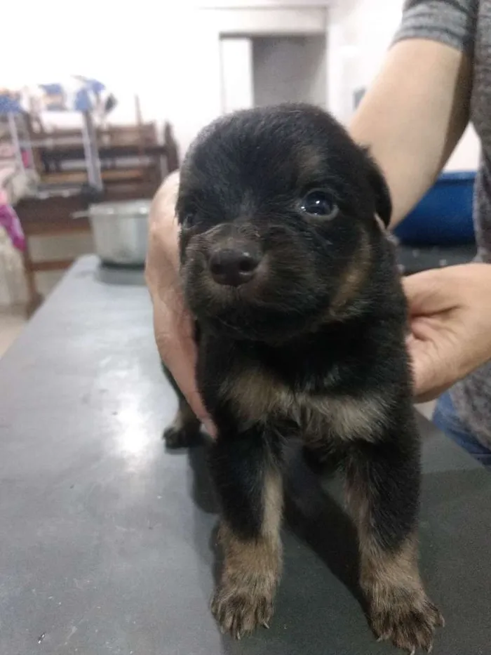 Cachorro ra a Srd idade Abaixo de 2 meses nome Sem nome 