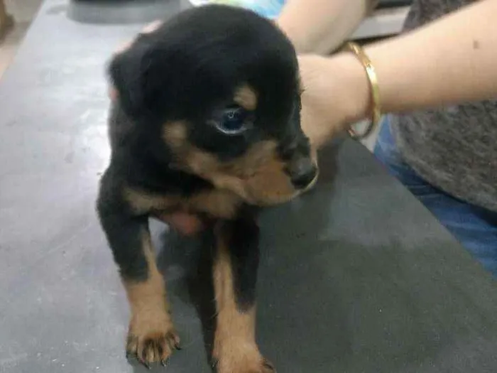 Cachorro ra a Srd idade Abaixo de 2 meses nome Sem nome 