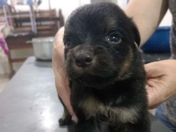 Cachorro ra a Srd idade Abaixo de 2 meses nome Sem nome 