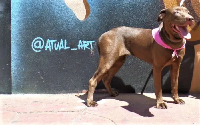 Cachorro ra a SRD idade 2 anos nome Chocolate