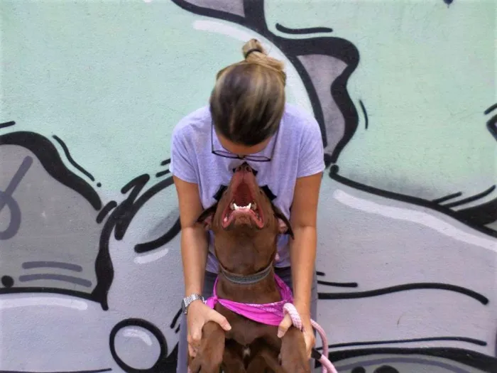 Cachorro ra a SRD idade 2 anos nome Chocolate