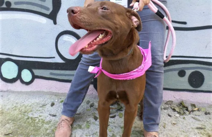 Cachorro ra a SRD idade 2 anos nome Chocolate