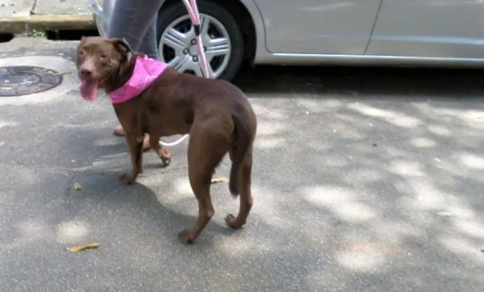 Cachorro ra a SRD idade 2 anos nome Chocolate