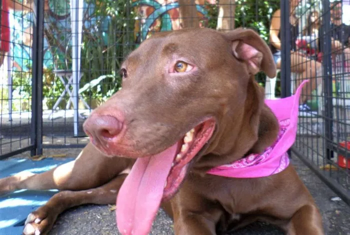 Cachorro ra a SRD idade 2 anos nome Chocolate