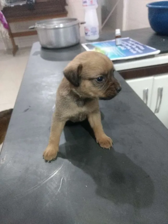 Cachorro ra a Srd idade Abaixo de 2 meses nome Sem nome 