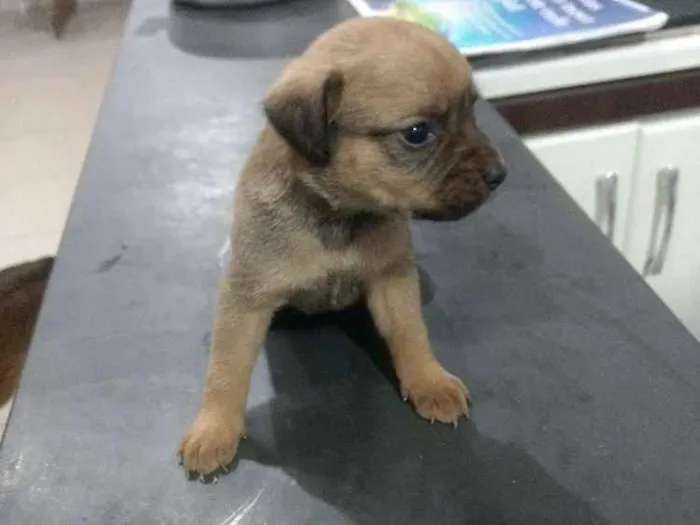 Cachorro ra a Srd idade Abaixo de 2 meses nome Sem nome 