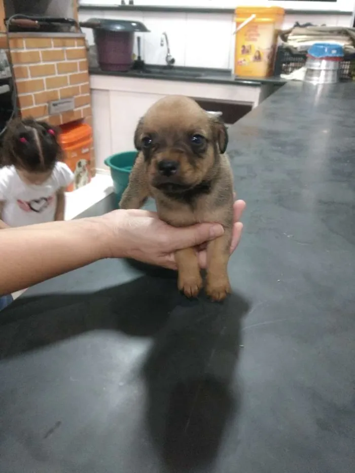 Cachorro ra a Srd idade Abaixo de 2 meses nome Sem nome 