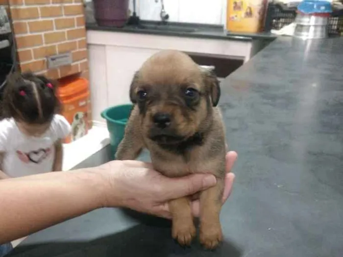 Cachorro ra a Srd idade Abaixo de 2 meses nome Sem nome 