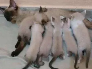 Gato raça Srd idade 2 a 6 meses nome Sem nomes