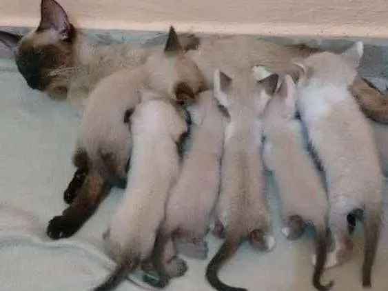 Gato ra a Srd idade 2 a 6 meses nome Sem nomes