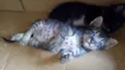 Gatinho