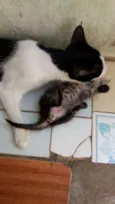 Gatinho