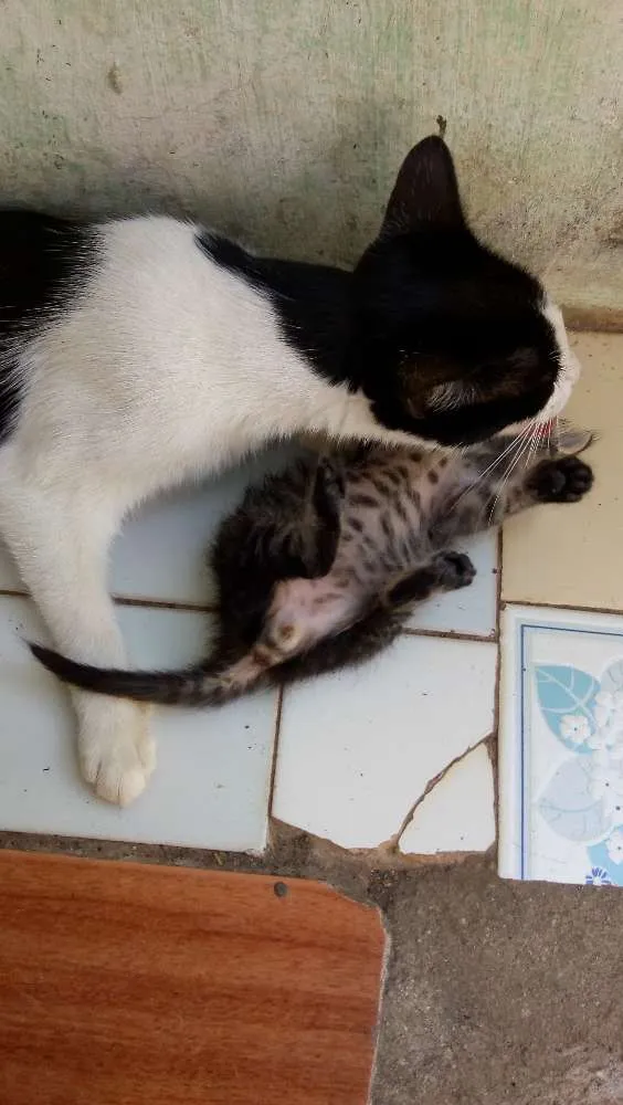 Gato raça  idade Abaixo de 2 meses nome Gatinho