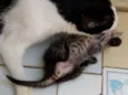 Gatinho